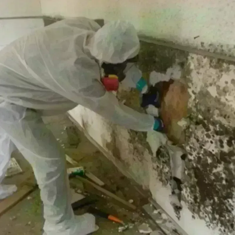 Mold Remediation and Removal in Captains Cove, VA